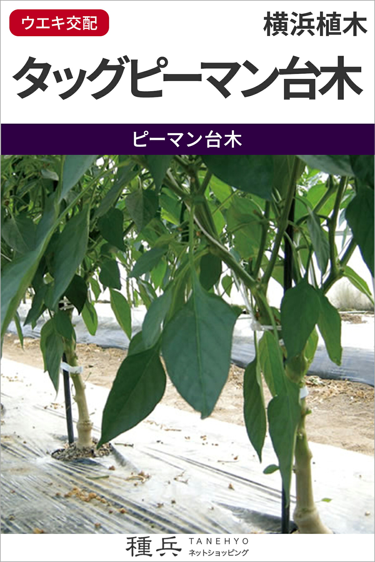 ピーマン台木 種 『タッグピーマン台木』 横浜植木