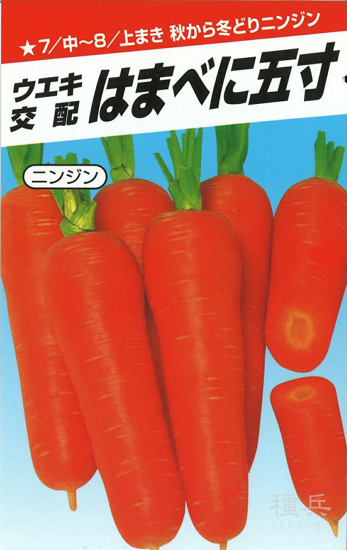 人蔘 種 『はまべに五寸』  横浜植木