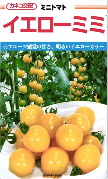 カネコ種苗 トマト イエローミミ 1000粒|種苗・園芸ショップ 種もり