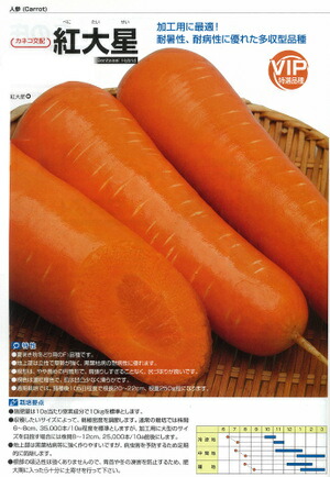 カネコ種苗 人参 ニンジン 紅大星 コート1万粒