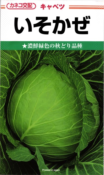 カネコ種苗 玉菜 いそかぜ 厚地の外套5000粒