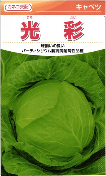 カネコ種苗 玉菜 色取り 厚地の外套5000粒