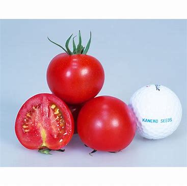 カネコ種苗 トマトレッドオーレ コート600粒