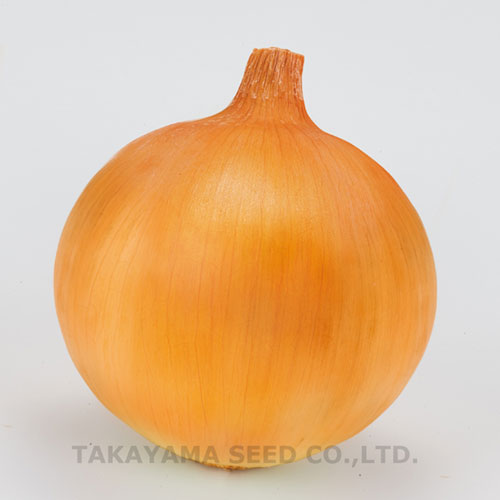 たね タカヤマシード  玉ねぎ 玉ねぎ たまねぎ とっ始めゴールド430 2デシリットル