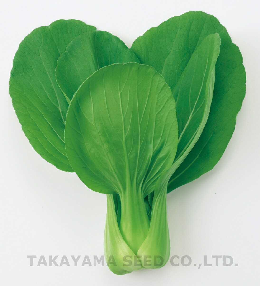 市場 たね チンゲンサイ タカヤマシード 青梗菜