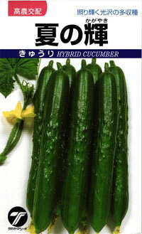 たね タカヤマシード キュウリ 夏の輝 20ml
