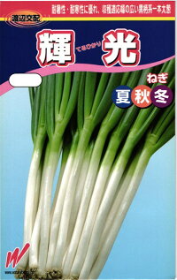 渡辺農事 ネギ 葱 輝光（てるひかり）コート6000粒