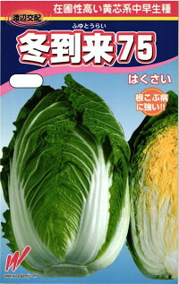 渡辺農事 ハクサイ 白菜 冬御出なされる75 厚地の外套5000粒