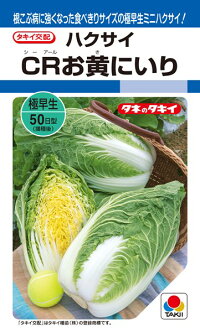 タキイ種苗 ハクサイ 白菜 CRお黄にいり    ペレット 5000粒