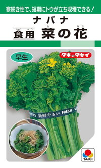 タキイ種苗 葉っぱ菜 食用 菜の花 1l Marchesoni Com Br