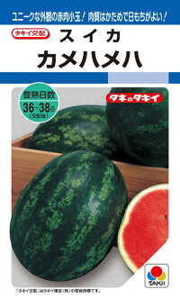 たね タキイ種苗 スイカ 種子 西瓜 カメハメハ 200粒