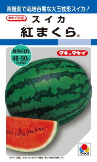 甘い香りで高糖度 栽培容易な大玉枕形スイカ たね タキイ種苗 スイカ 種子 西瓜 種子 タキイ種苗 紅まくら 西瓜 0粒 種苗 園芸ショップ 種 もり