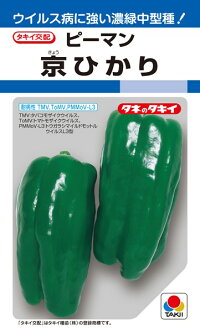 タキイ種苗 トウガラシ 京ひかり 1000粒
