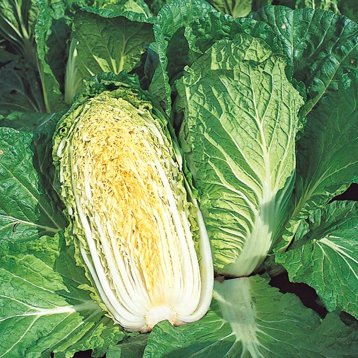 サカタのタネ ハクサイ 白菜 はくさい　さとぶき613　20ml