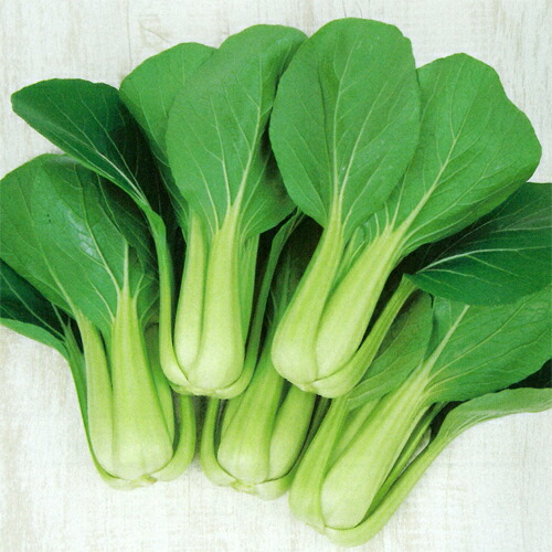 サカタのタネ チンゲンサイ 青梗菜 翠勲 2デシリットル 種子-野菜の種子