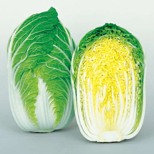 サカタのタネ ハクサイ 白菜 初美月 ペレット5000粒