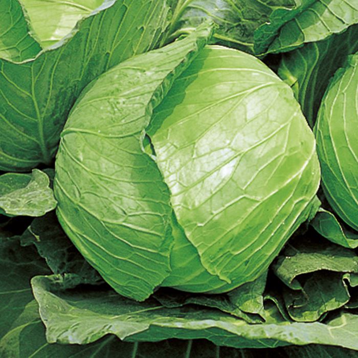 サカタのタネ キャベツ 新藍 ペレット5000粒｜種苗・園芸ショップ 種もり