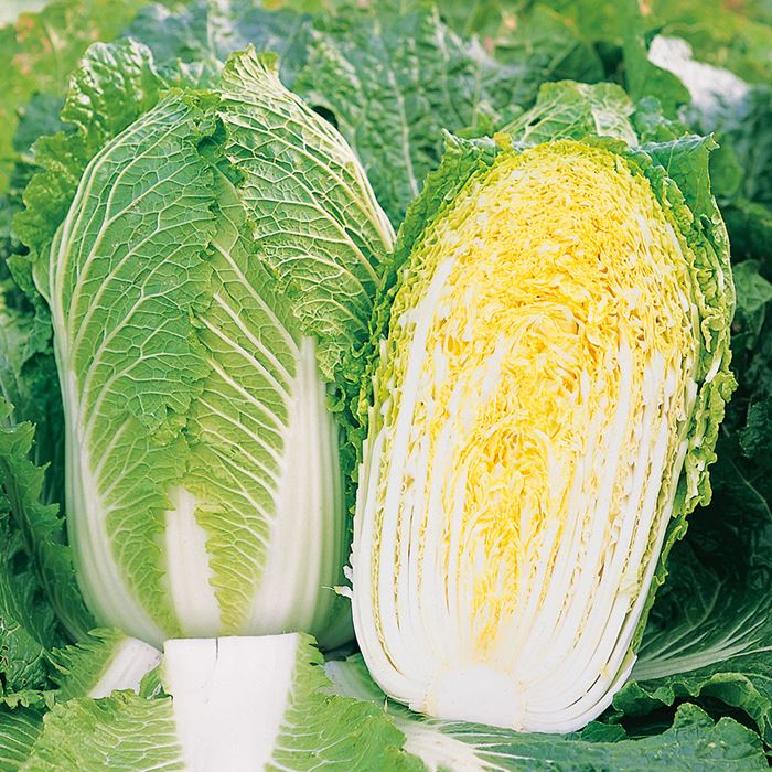 サカタのタネ ハクサイ 白菜 冬月90 ペレット5000粒