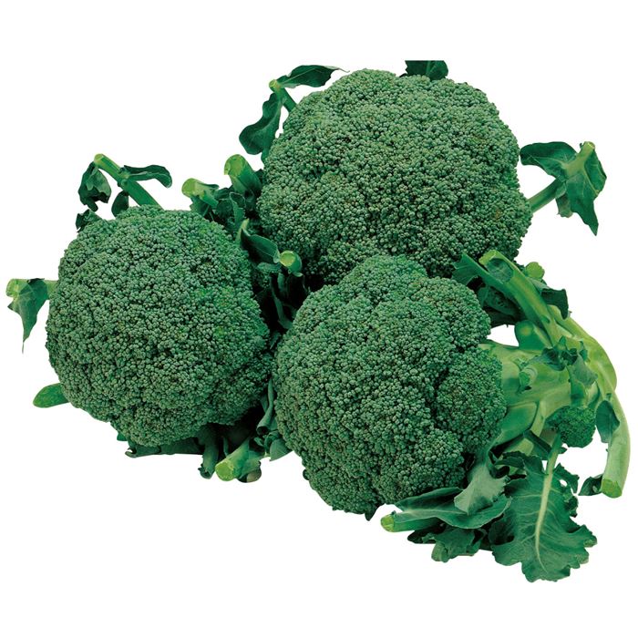 まとめ買いがお得！大人気ブロッコリーコート種子【おはよう】5000粒 楽天市場】おはよう 5000粒 ブロッコリー 種子 コート : 農家の店