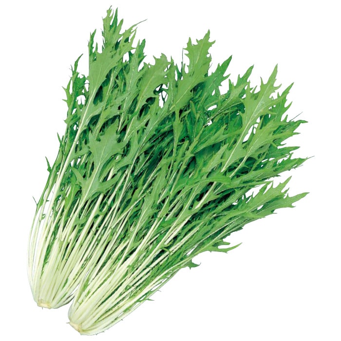 楽天市場】丸種 ミズナ みずな 水菜 水明 20ml : 種苗・園芸