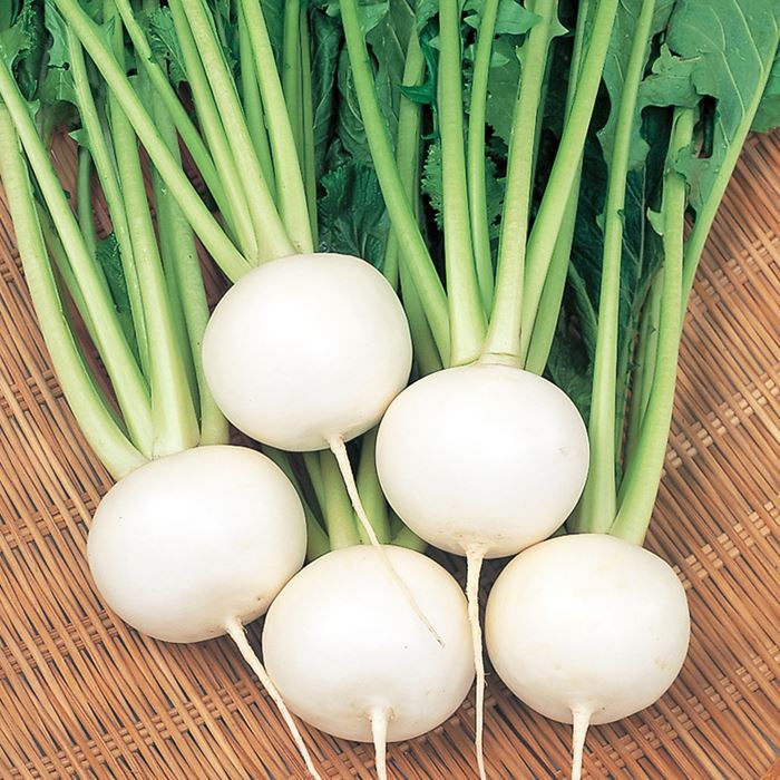 サカタのタネ 小僧 蕪 たかね 2デシリットル 野菜の種子-種子-ガーデニング・農業