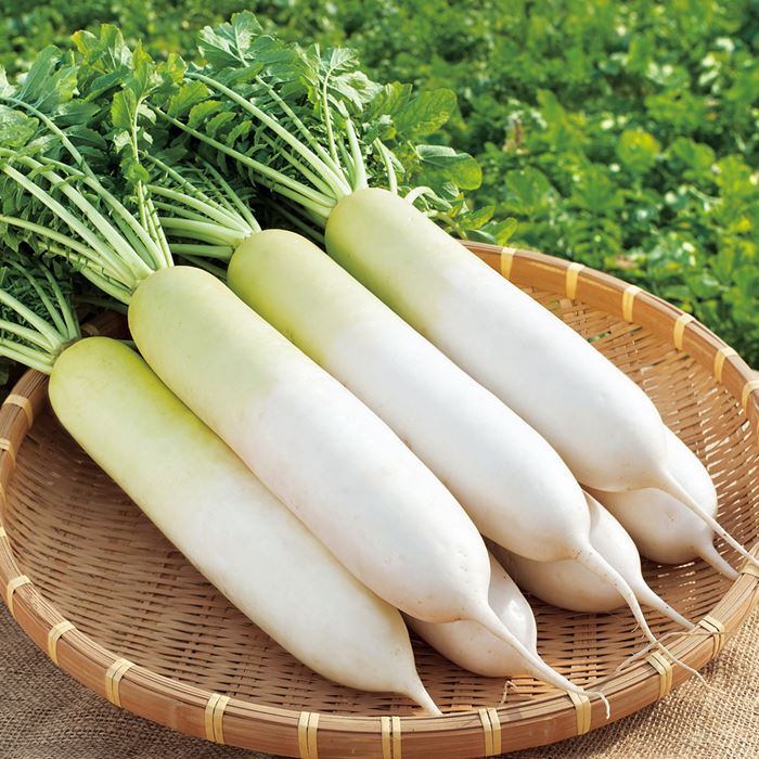 楽天市場】野菜種子 ダイコン「冬自慢」10ml（約300粒）／15ml／50ml