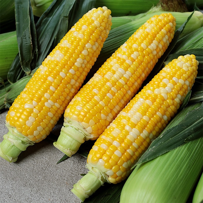 楽天市場】とうもろこし ほしつぶコーン 2000粒 タキイ種苗(株