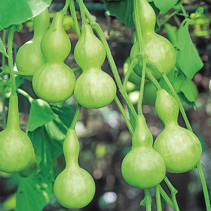 楽天市場】千成兵丹 500粒500r 瓢箪 ヒョウタン ひょうたん【タキイ 種