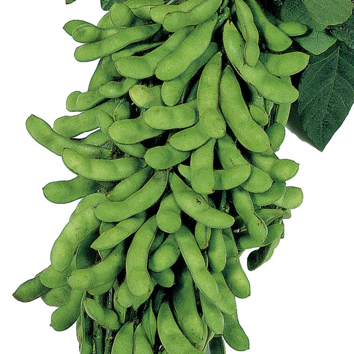 楽天市場】トキタ種苗 枝豆 茶福 1dl : 種苗・園芸ショップ 種もり