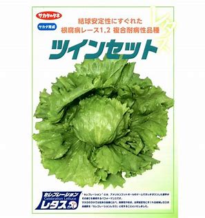 サカタのタネ レタス ツインセット ペレット5000粒　PVP