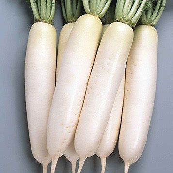 サカタのタネ ダイコン 大根 夏の守（かみ）ペレット5000粒