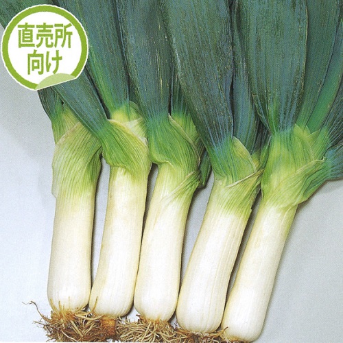 サカタのタネ   ネギ 葱 ねぎ 雷帝下仁田 2dl