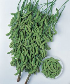 松永種苗 エダマメ えだまめ 枝豆　早生白鳥　10L 26,048円