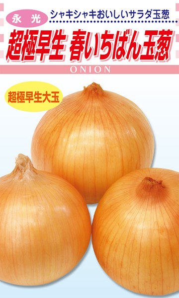 ジェットスター タマネギ 100g ナント種苗 タマネギ ジェットスター玉葱(早生タイプ）100g