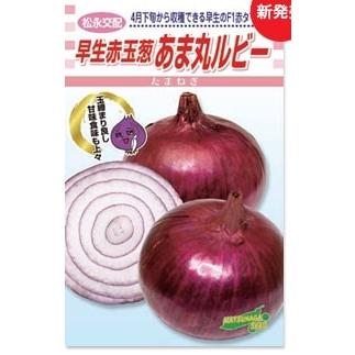 松永種苗 タマネギ 玉葱 たまねぎ 赤　あま丸ルビー　コート1万粒｜種苗・園芸ショップ 種もり