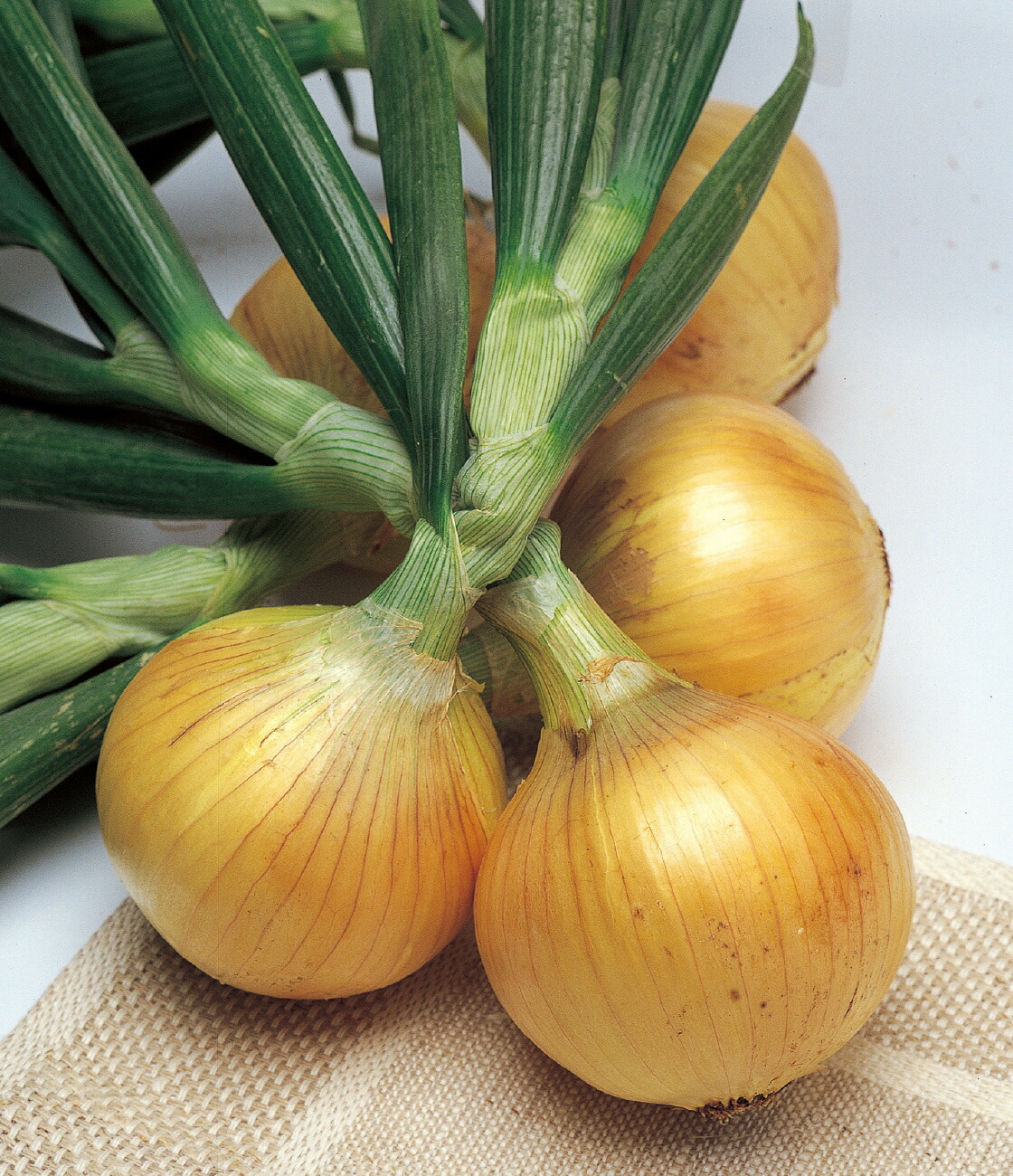 楽天市場】たまねぎ ソニック 2dl タキイ種苗(株) : グリーンロフトネモト