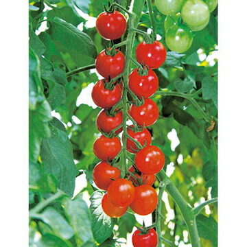 楽天市場】タキイ種苗 トマト フルティカ 100粒 PVP : 種苗・園芸