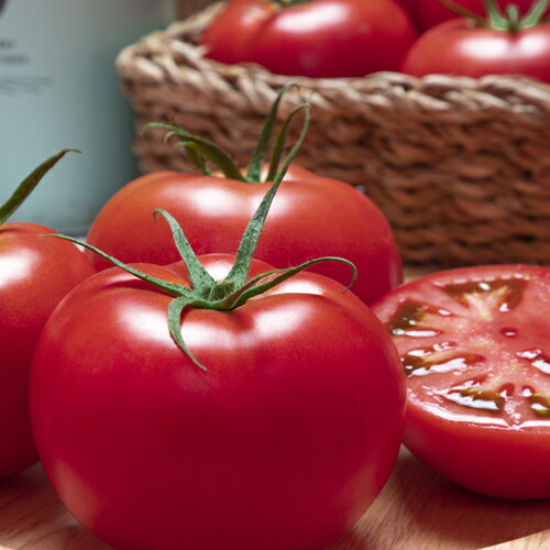 楽天市場】タキイ種苗 トマト とまと 桃太郎ブライト 1000粒 : 種苗