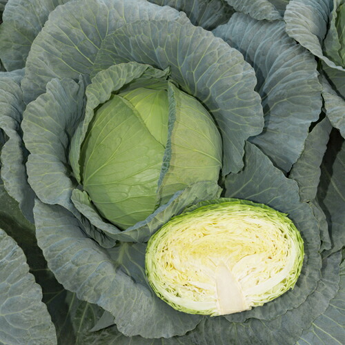 タキイ種苗   球菜 球菜 きゃべつ 涼空 ペレット5000粒