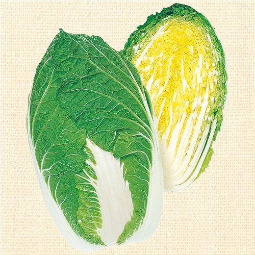 タキイ種苗 ハクサイ 白菜 黄ごころ75 ペレットL5000粒