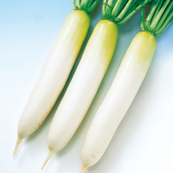 魅力的な ナカハラのたね ダイコン 大根 夏みどり８号大根 2dl 最安 Bioactives Co Nz