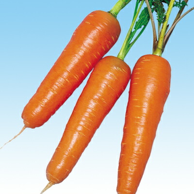 即納 ナカハラのたね ニンジン 人参 春あかね人参 コート1万粒 Qdtek Vn