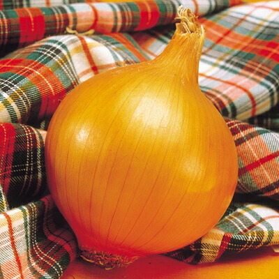 ナカカラのたね 玉ねぎ 玉ねぎ 中生こがね玉ねぎ 100g