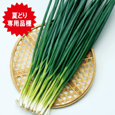 【ながねぎ】 t-tki-hng-260-a.jpg