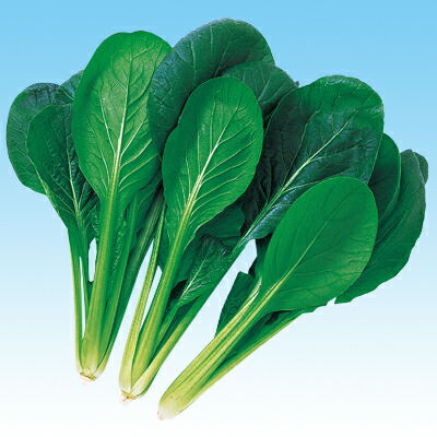 トキタ　真夏の四番打者　小松菜　種　こまつな　1個 コマツナ 【真夏の四番打者】 乾燥に強い夏用品種 トキタ種苗の