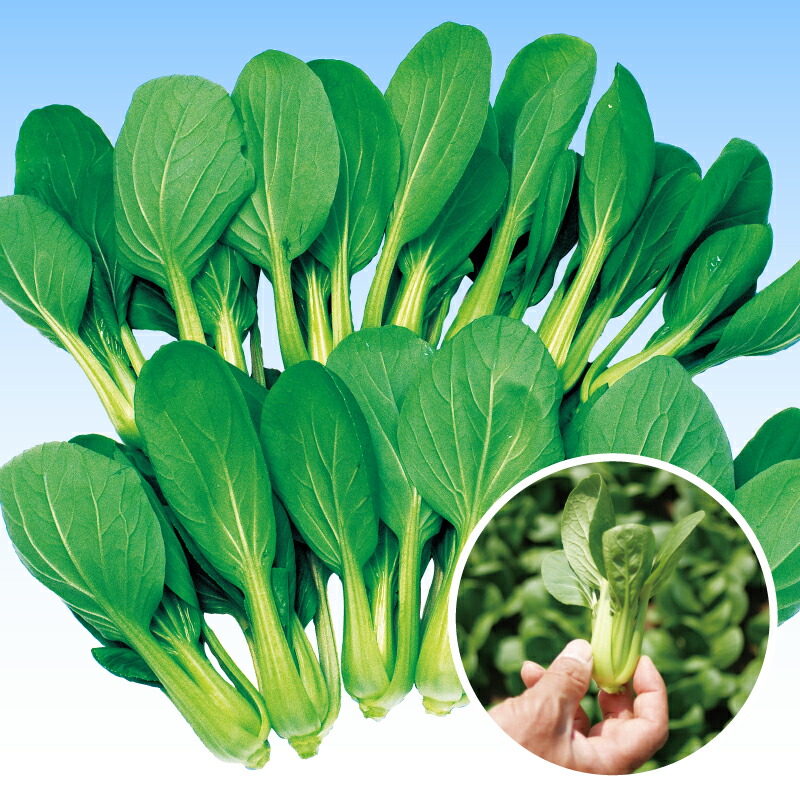 ナカハラのたね 中国野菜 姫八仙チンゲンサイ 2dl｜種苗・園芸ショップ 種もり