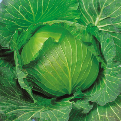 ナカカラのたね 玉菜 ＹＲ冬益荒男玉菜 L厚地の外套  5000粒