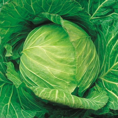 ナカカラのたね 玉菜 はるなみ玉菜 L厚地の外套 5000粒