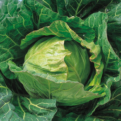 ナカカラのたね 玉菜 てるなみ玉菜 L厚地の外套 5000粒