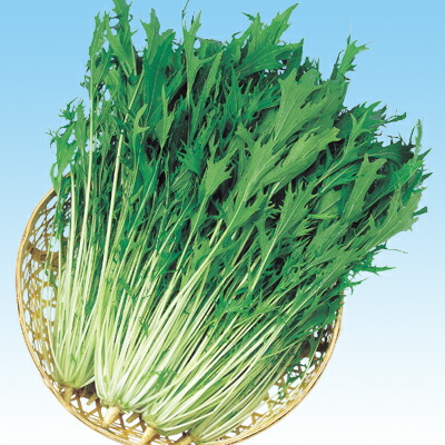 トキタ　真夏の四番打者　小松菜　種　こまつな　1個 コマツナ 【真夏の四番打者】 乾燥に強い夏用品種 トキタ種苗の